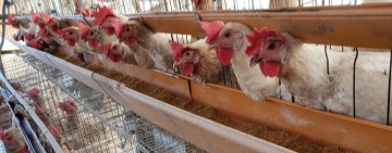 從芬普尼又出現看蛋機產業有什麼問題